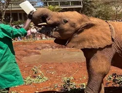 Nairobi: Elephant Orphanage, Giraffe Center + Kazuri Bead Factory Day Tour